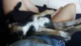 Azeitona e pepita