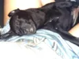 Azeitona e pepita