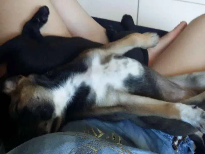Cachorro ra a Sem raça definida  idade 2 a 6 meses nome Azeitona e pepita