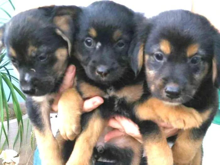 Cachorro ra a vira-lata idade 2 a 6 meses nome ADOTE