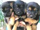 Cachorro raça vira-lata idade 2 a 6 meses nome ADOTE