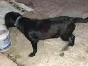 Cachorro ra a SRD idade 7 a 11 meses nome ???
