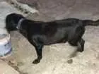 Cachorro raça SRD idade 7 a 11 meses nome ???