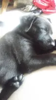 Azeitona e pepita