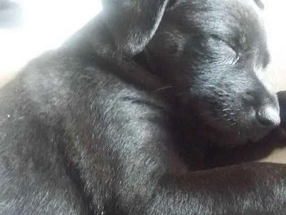 Cachorro ra a Sem raça definida  idade 2 a 6 meses nome Azeitona e pepita