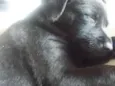Azeitona e pepita