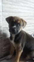 Azeitona e pepita