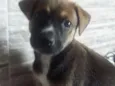 Azeitona e pepita