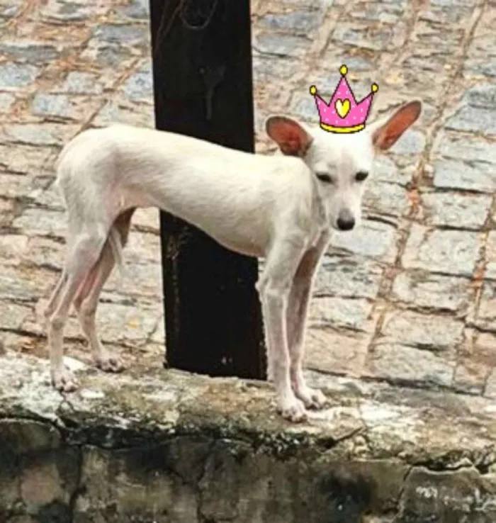 Cachorro raça Vira lata idade Abaixo de 2 meses nome Branca
