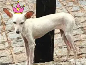 Cachorro raça Vira lata idade Abaixo de 2 meses nome Branca