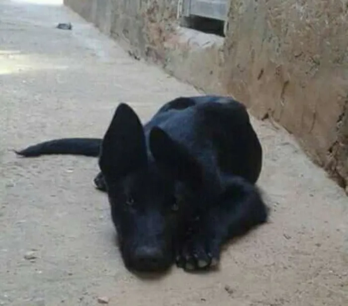 Cachorro ra a Pastor Alemão idade 2 a 6 meses nome FRED