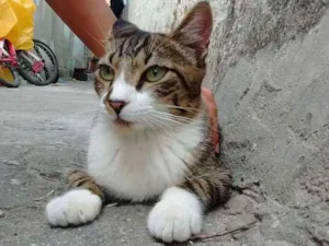 Gato raça  idade 2 anos nome Sem nome