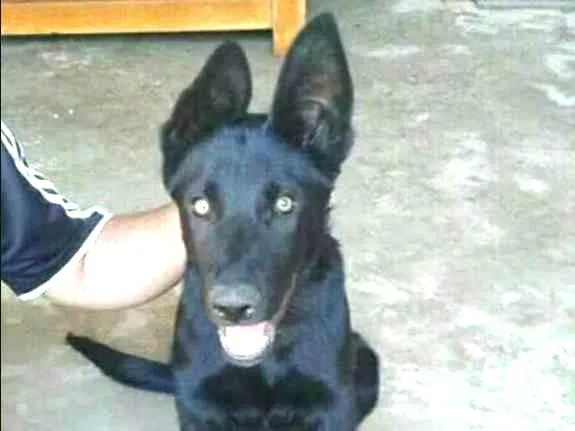 Cachorro ra a Pastor Alemão idade 2 a 6 meses nome FRED