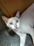 Floquinho