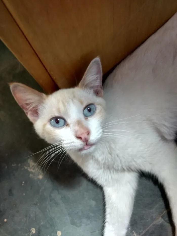Gato ra a SRD  idade 1 ano nome Floquinho