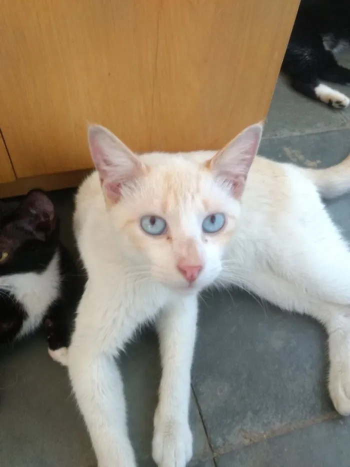 Gato ra a SRD  idade 1 ano nome Floquinho