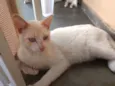 Floquinho