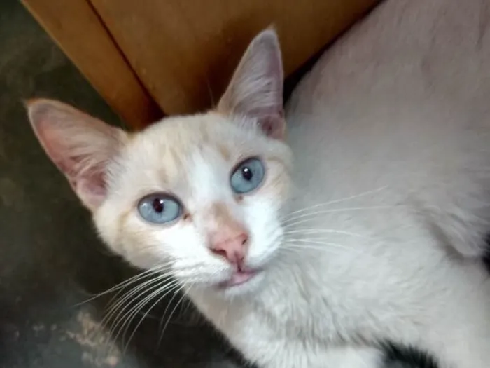 Gato ra a SRD  idade 1 ano nome Floquinho