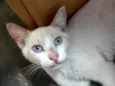 Floquinho