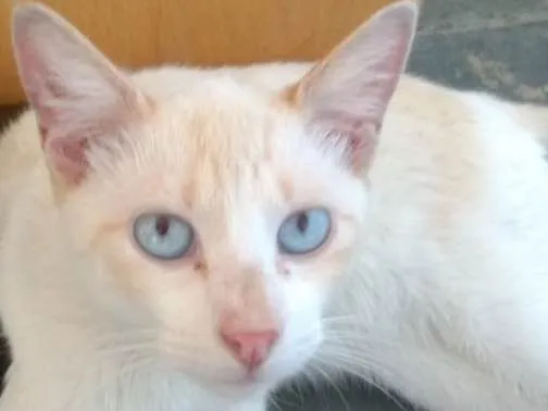 Gato ra a SRD  idade 1 ano nome Floquinho