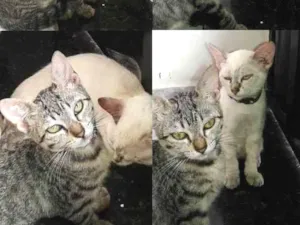 Gato raça  idade  nome Ainda não tem nome