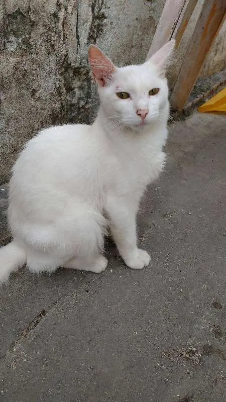 Gato ra a  idade 2 a 6 meses nome Franscisco