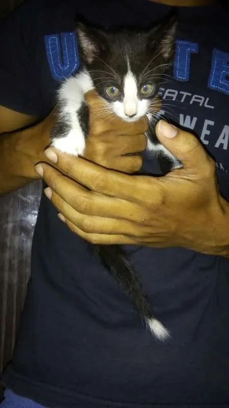 Gato ra a mista idade Abaixo de 2 meses nome Feia