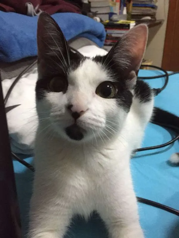 Gato ra a vira lata idade 1 ano nome Alaska