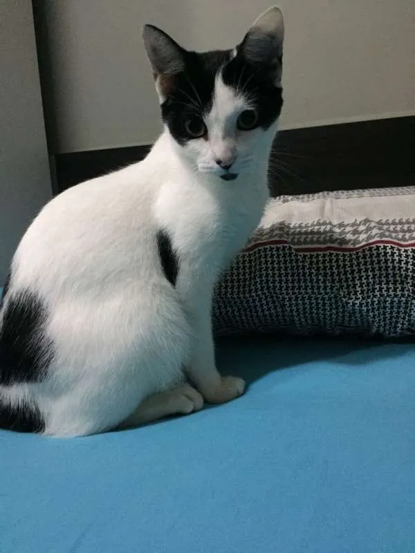 Gato ra a vira lata idade 1 ano nome Alaska