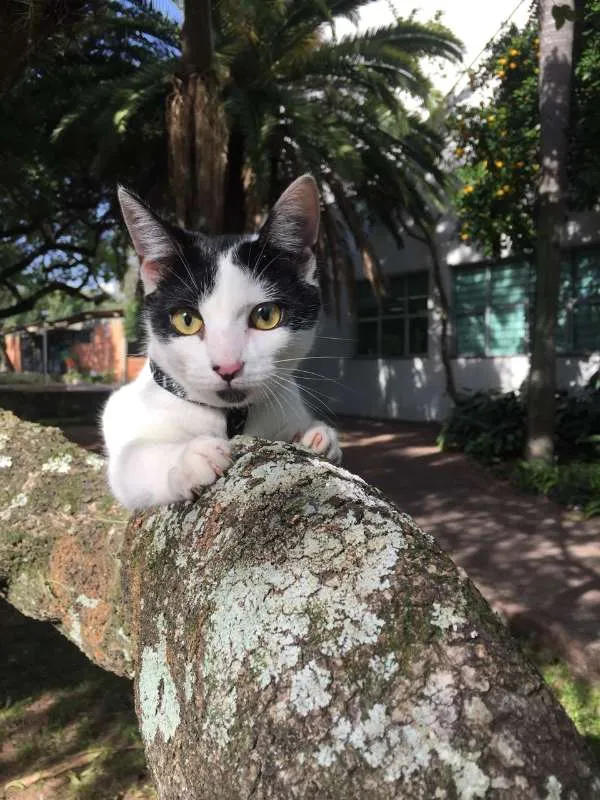 Gato ra a vira lata idade 1 ano nome Alaska