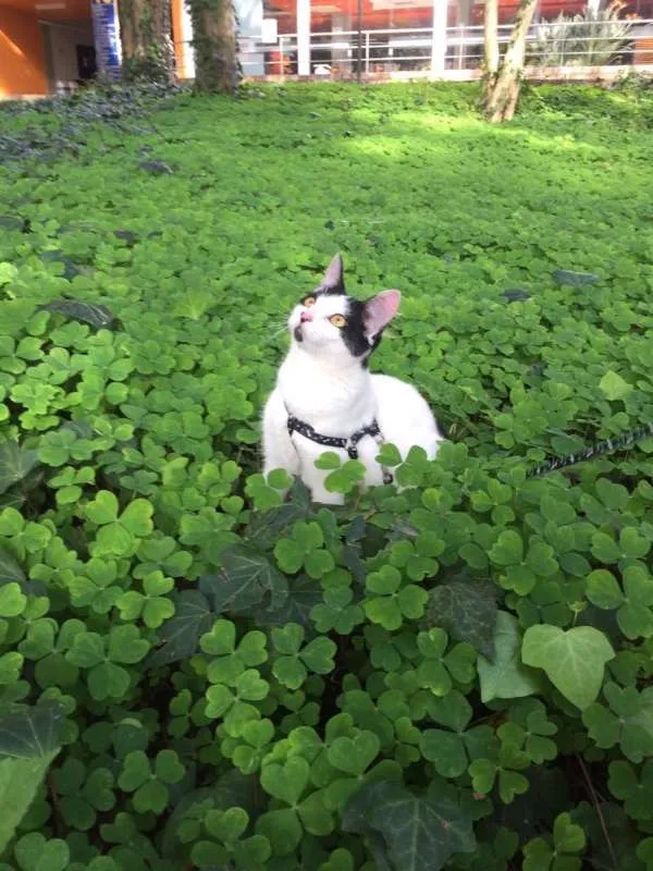 Gato ra a vira lata idade 1 ano nome Alaska