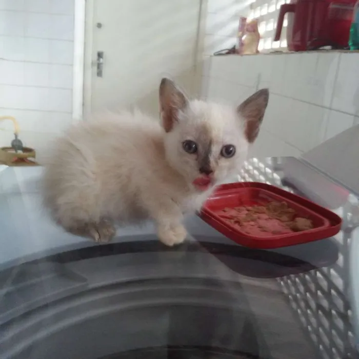 Gato ra a SRD idade Abaixo de 2 meses nome Alícia