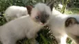 Gatinhos fofos