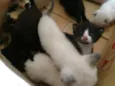 Gatinhos fofos