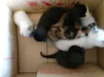 Gatinhos fofos