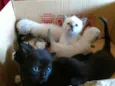 Gatinhos fofos