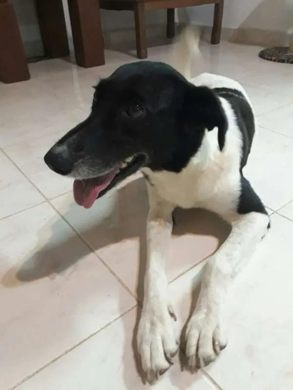 Cachorro ra a SRD idade 1 ano nome Baleia