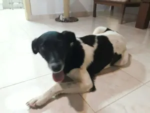 Cachorro raça SRD idade 1 ano nome Baleia