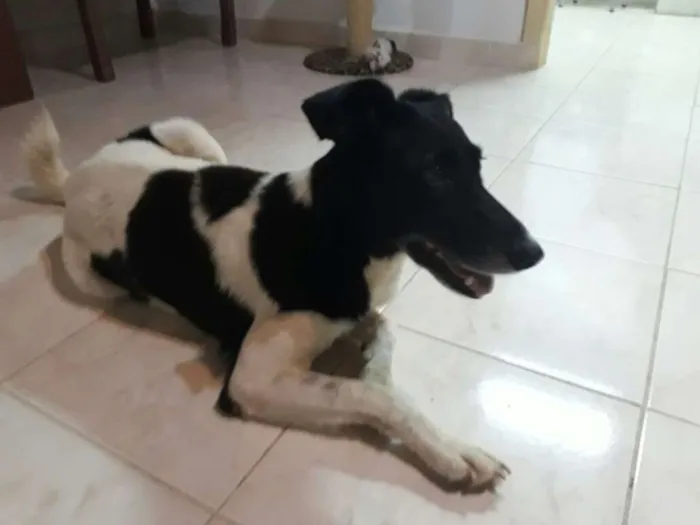 Cachorro ra a SRD idade 1 ano nome Baleia