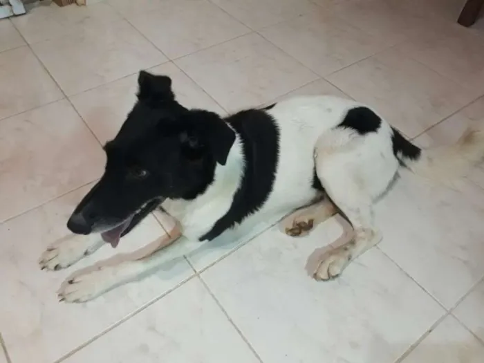 Cachorro ra a SRD idade 1 ano nome Baleia