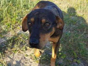 Cachorro raça SRD idade 2 anos nome Pitoco