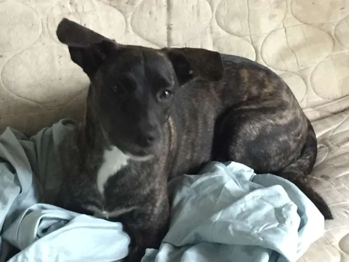 Cachorro raça SRD idade 7 a 11 meses nome Lolo