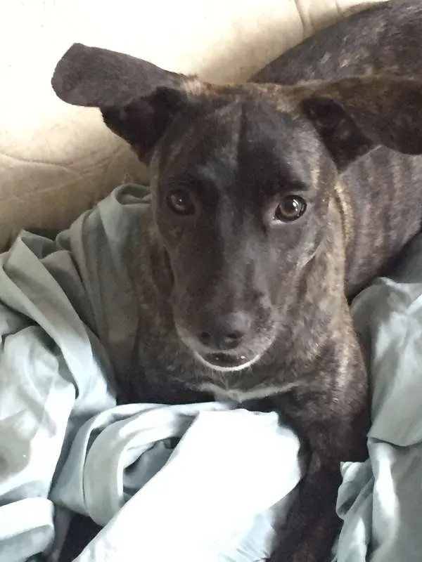 Cachorro raça SRD idade 7 a 11 meses nome Lolo