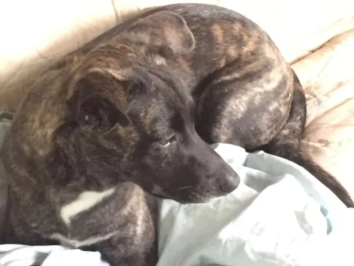 Cachorro raça SRD idade 7 a 11 meses nome Lolo