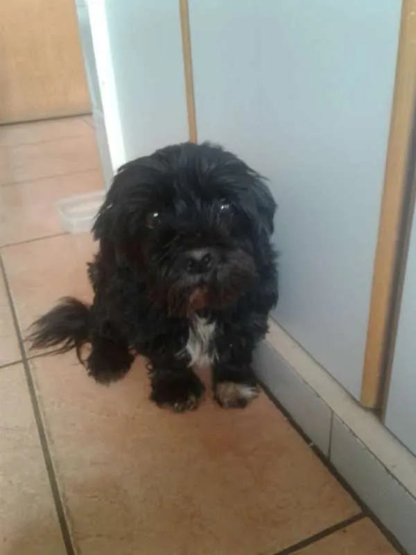 Cachorro raça Shih-Tzu misturado idade  nome Não tem