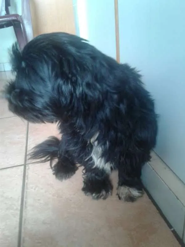 Cachorro raça Shih-Tzu misturado idade  nome Não tem