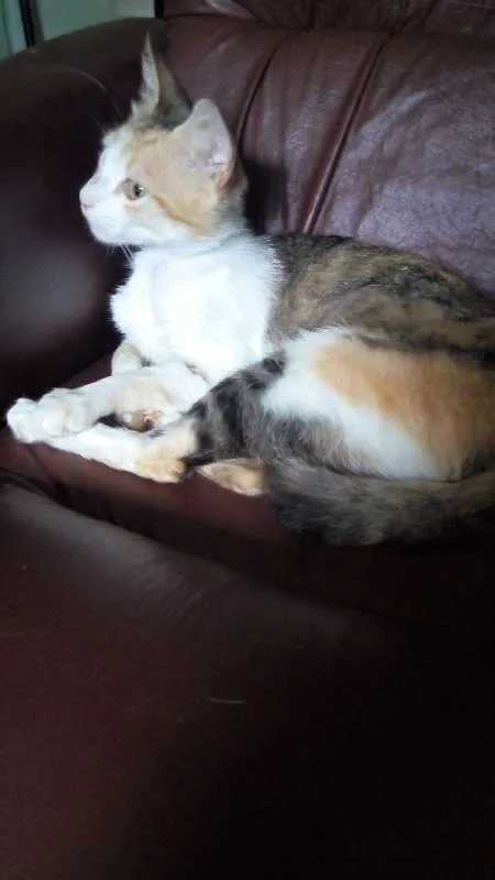 Gato raça SRD idade 2 anos nome Douradinha