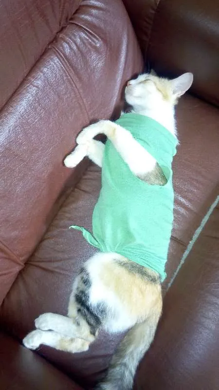 Gato raça SRD idade 2 anos nome Douradinha