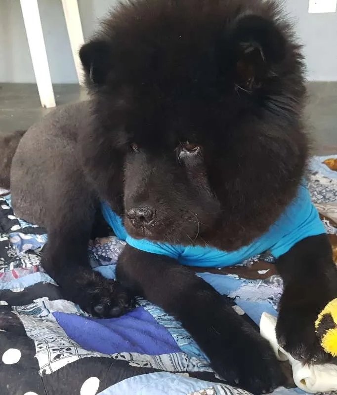 Cachorro ra a Chow Chow idade 2 anos nome JACK