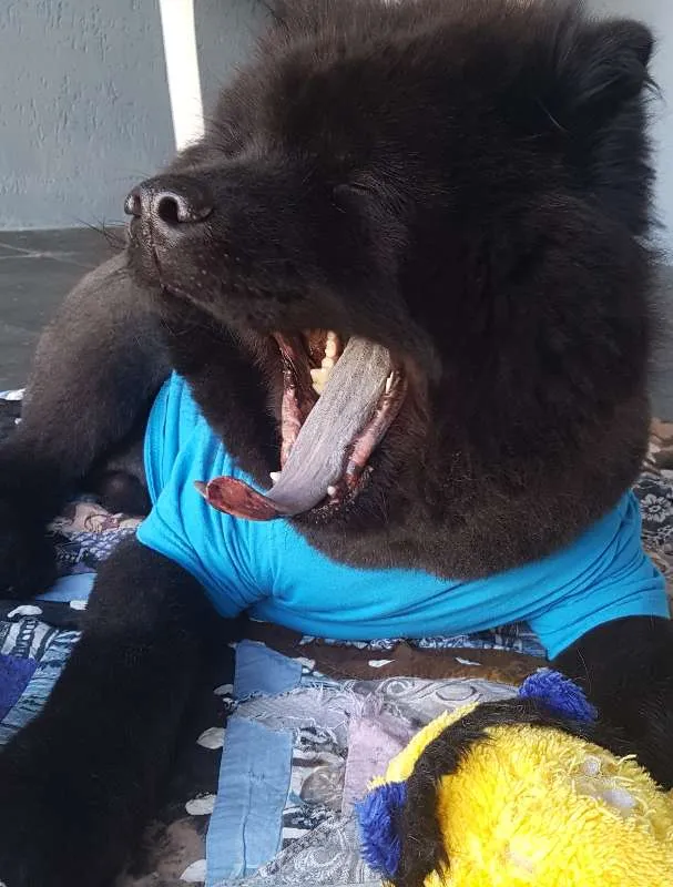 Cachorro ra a Chow Chow idade 2 anos nome JACK